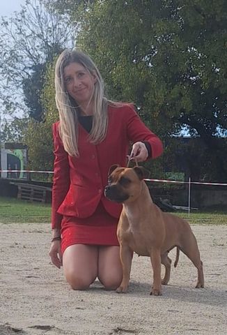 Roma - Campionessa Slovena Staffordshire Bull Terrier